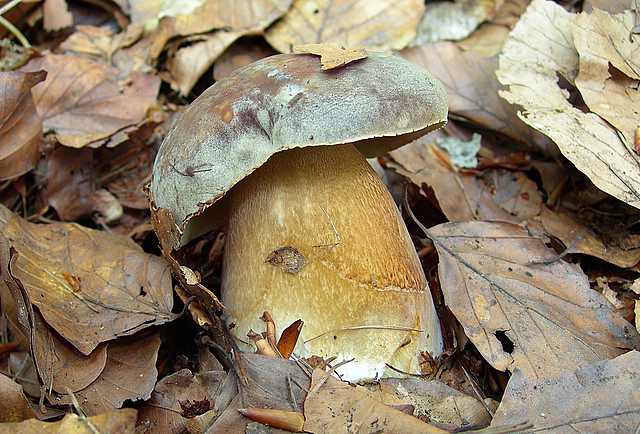 2005 :  Un anno di funghi